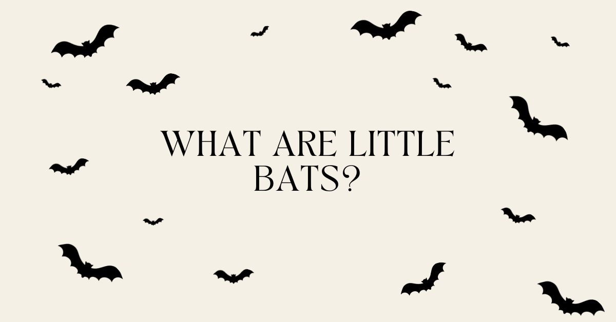 Little-Bats