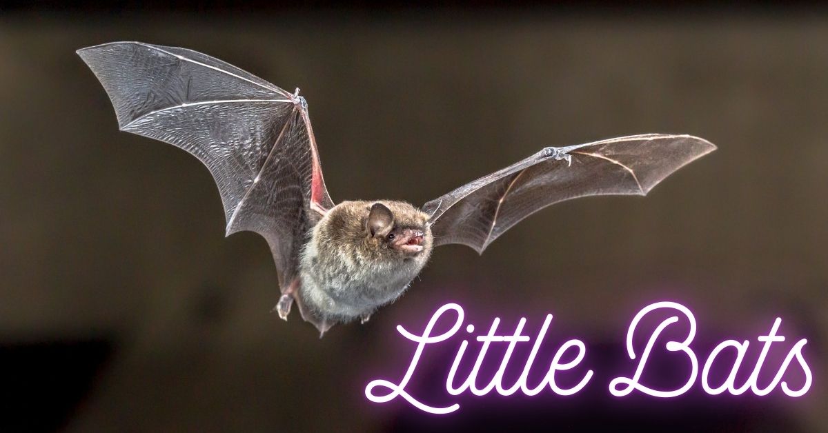 Little-Bats