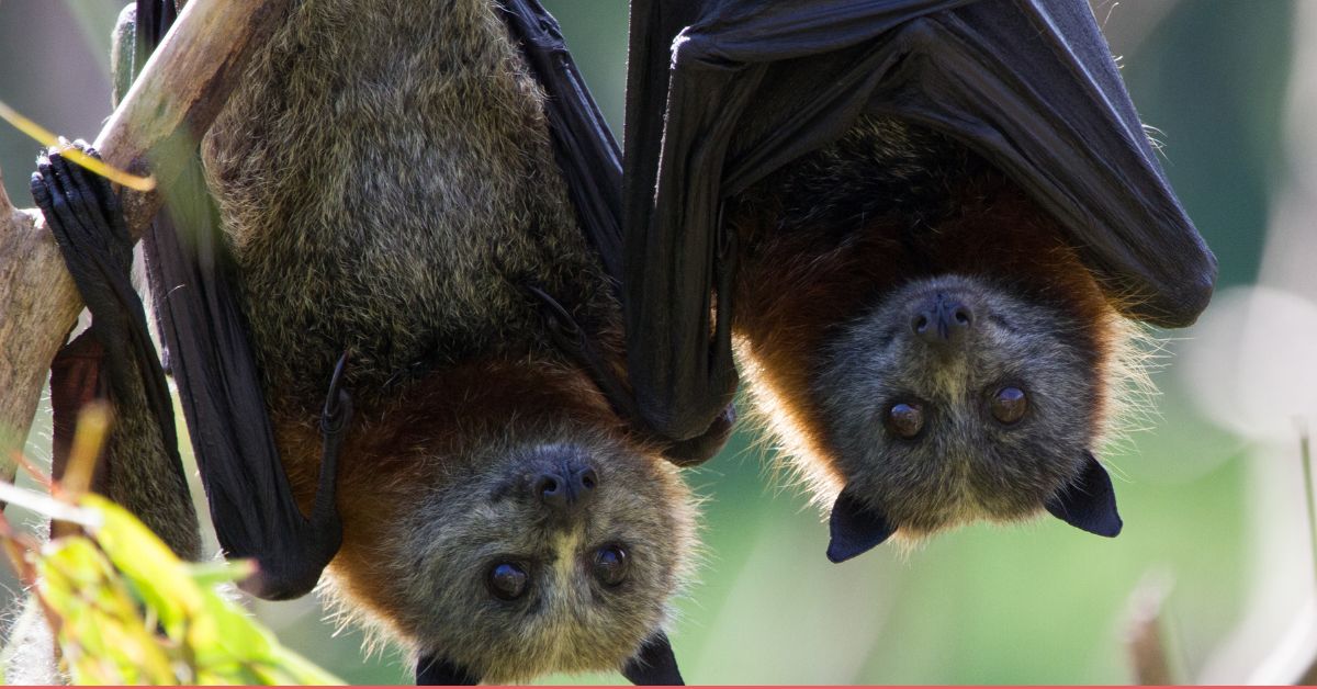 Black-Flying-Foxes