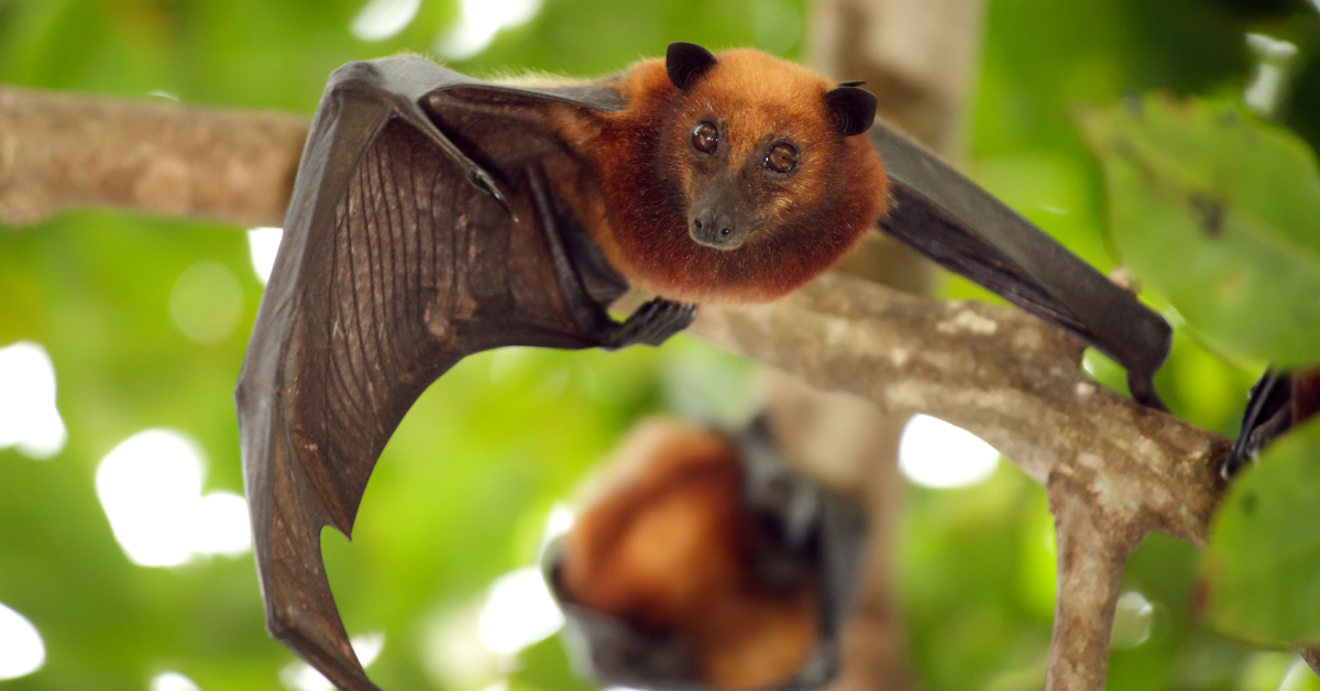 Black-Flying-Foxes