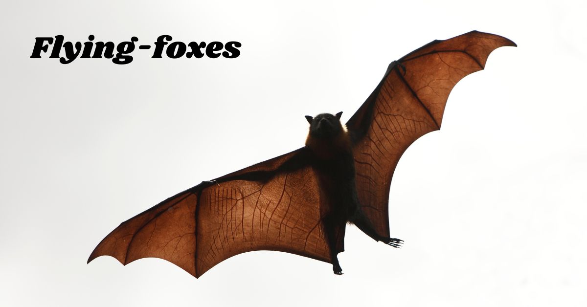 Flying-foxes