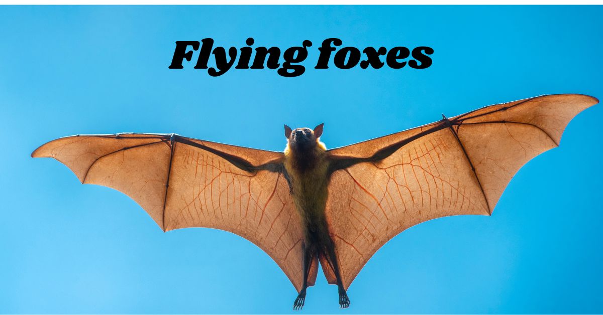 Flying-foxes