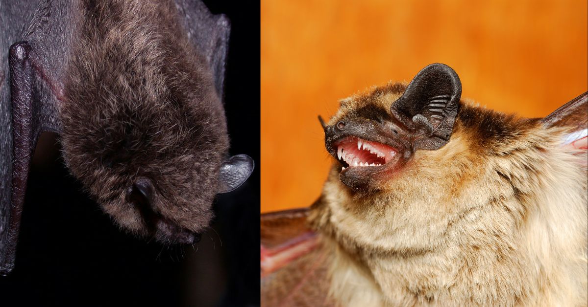 Little-Brown-Bats