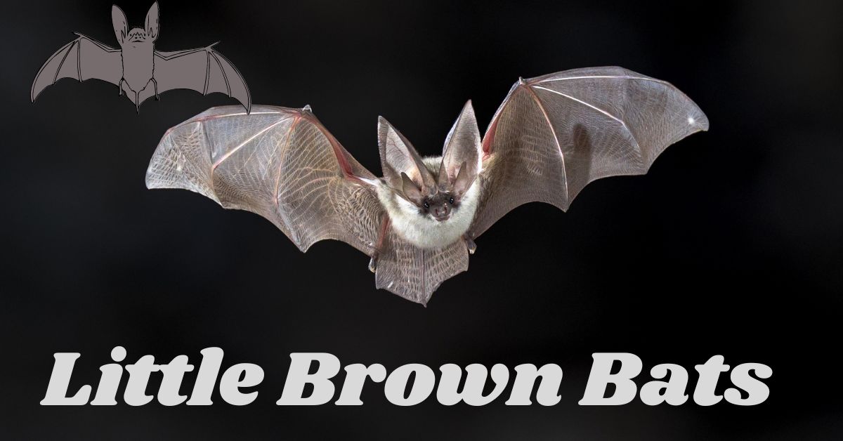 Little-Brown-Bats