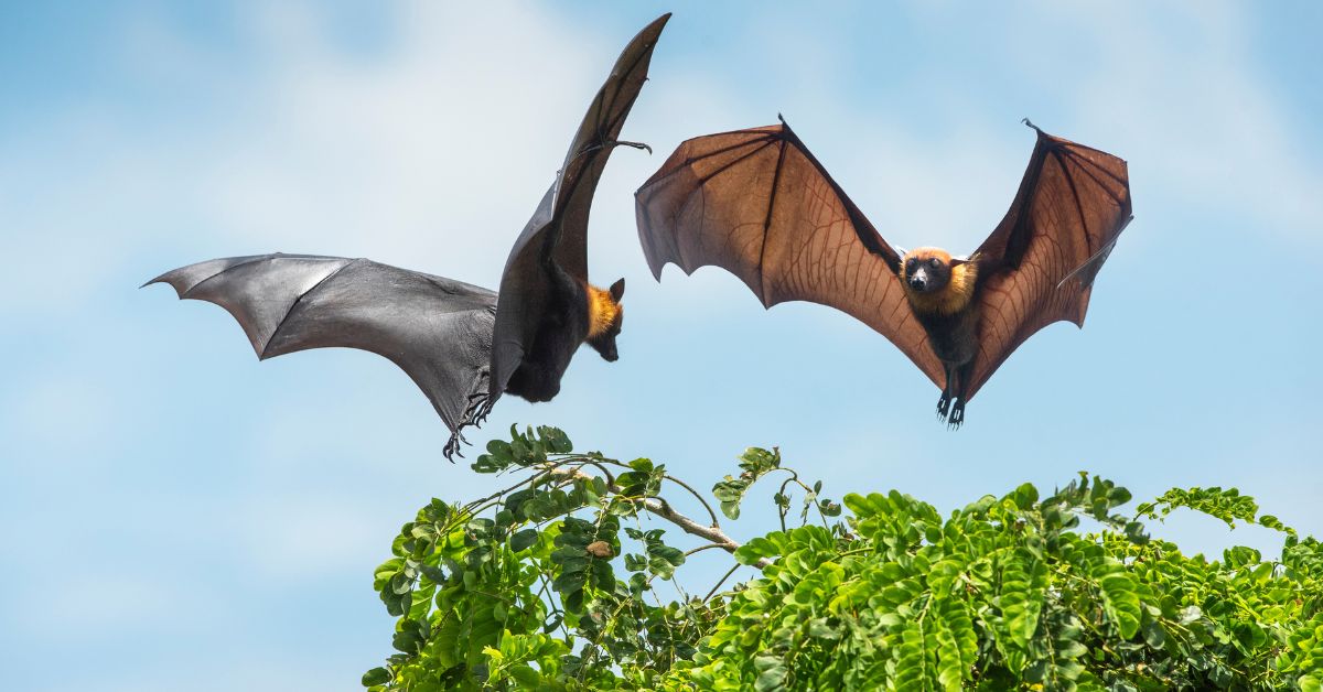 Flying-foxes