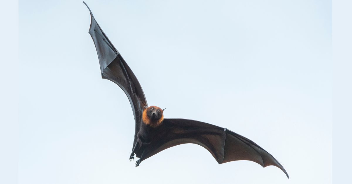 Flying-foxes