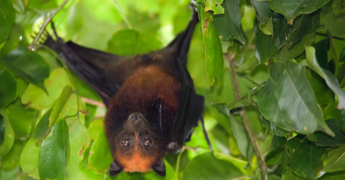 Flying-foxes