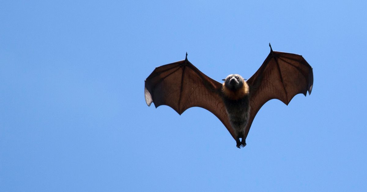 Flying-foxes