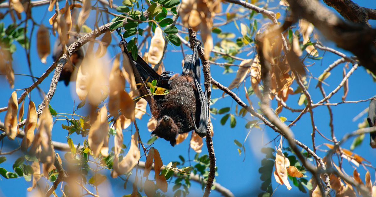 Flying-foxes