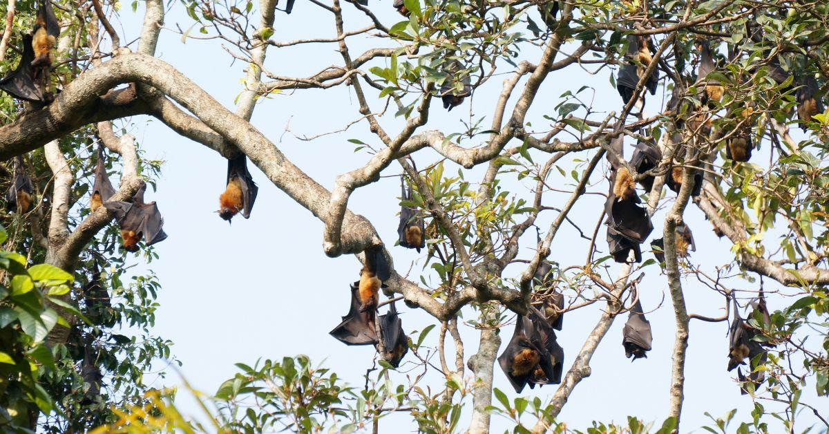 Flying-foxes