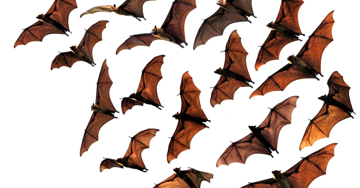 Flying-foxes