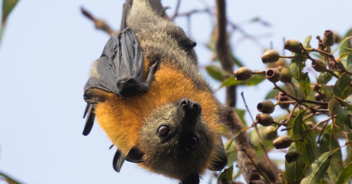 Flying-foxes