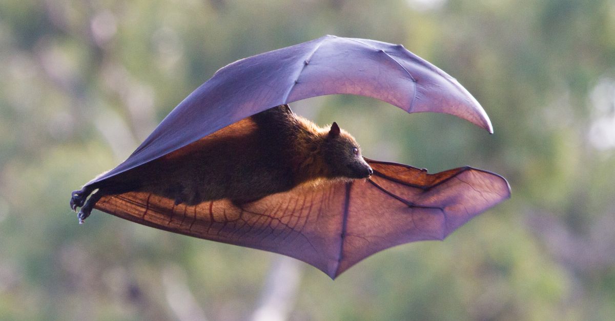 Fruit-Bats