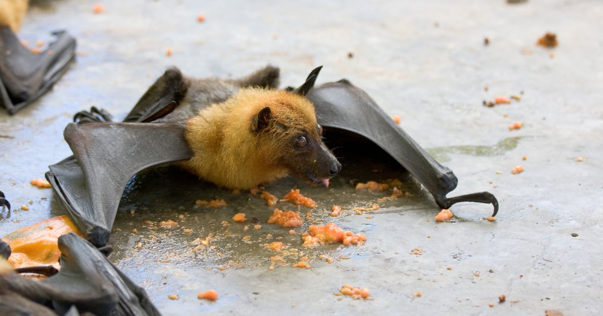 Fruit-Bats