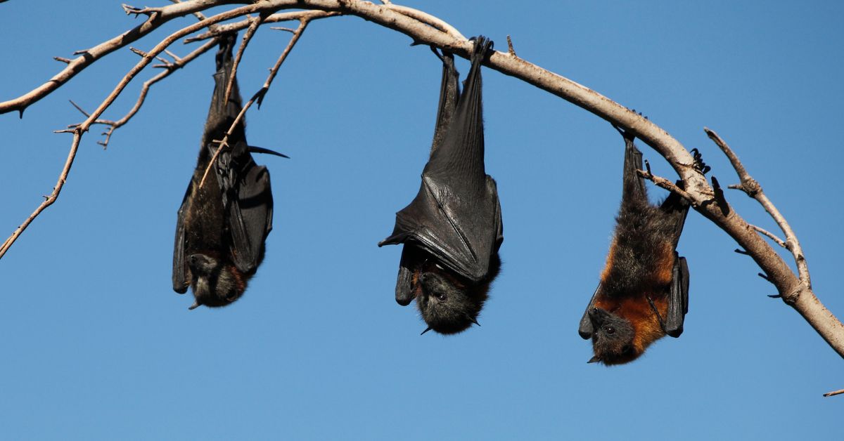 Fruit-Bats