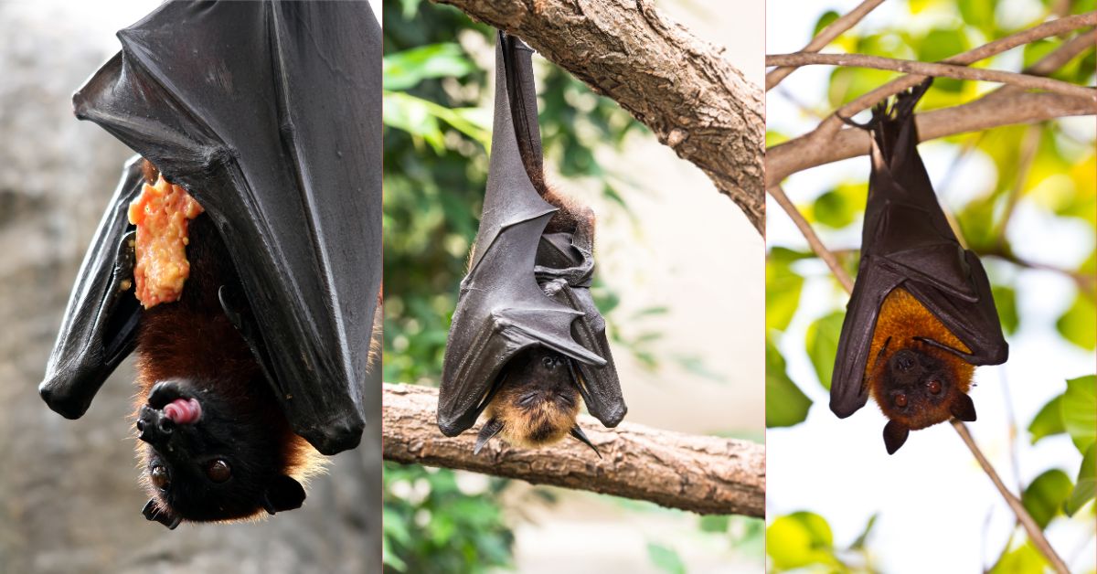 Fruit-Bats