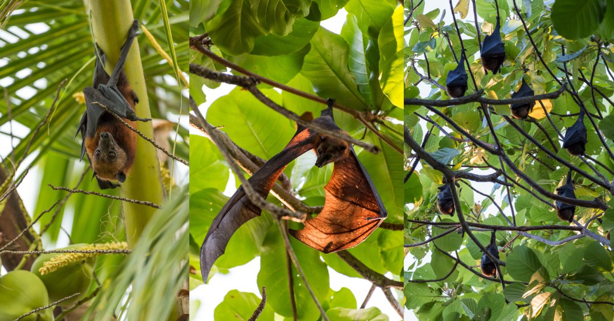 Giant-Golden-Crowned-Flying-Fox