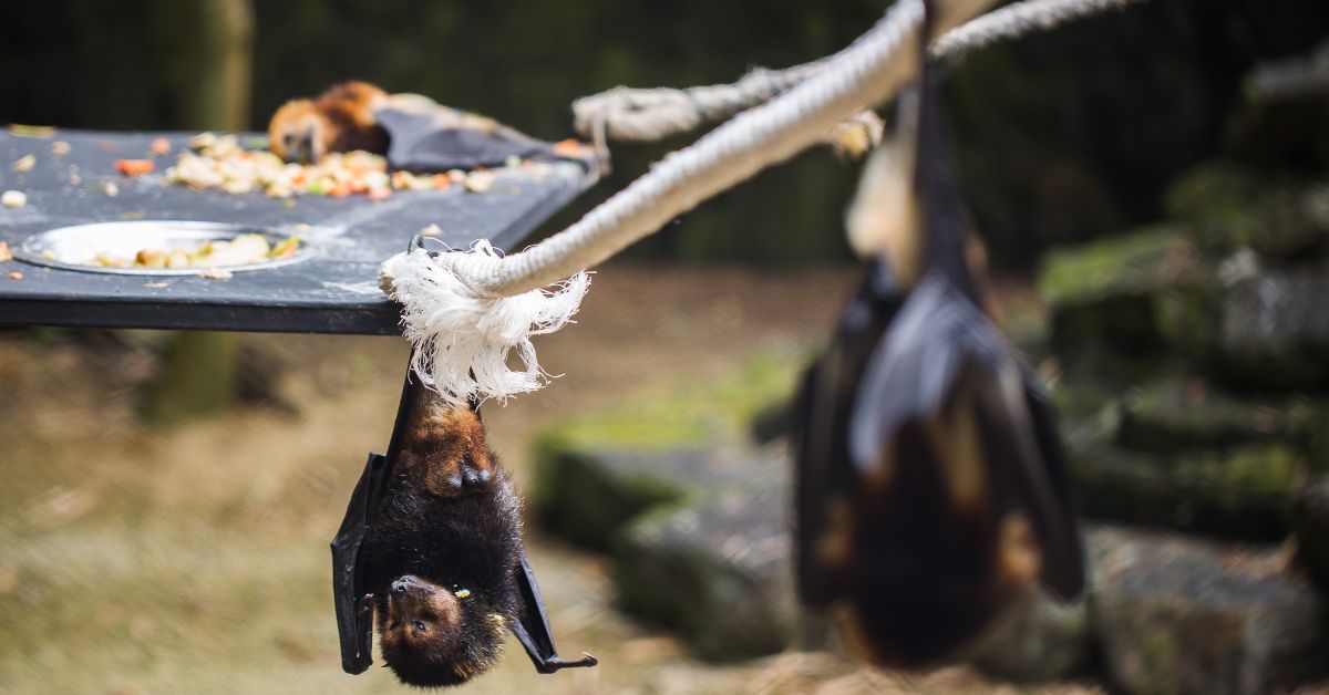 Giant-Golden-Crowned-Flying-Fox