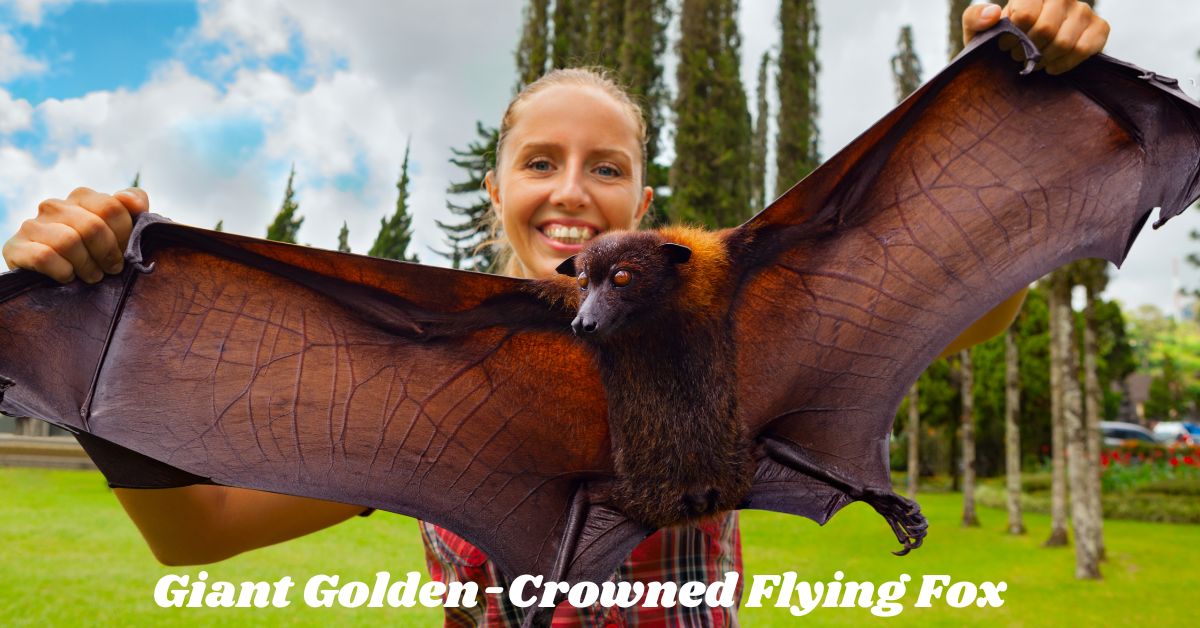 Giant-Golden-Crowned-Flying-Fox