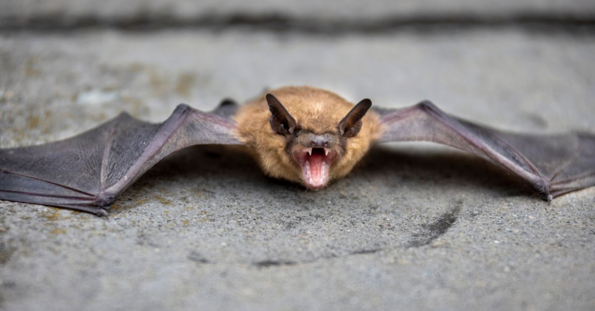 Little-Brown-Bat