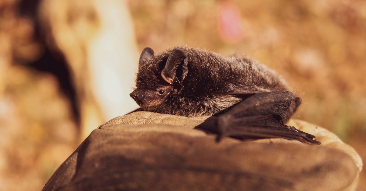 Little-Brown-Bat