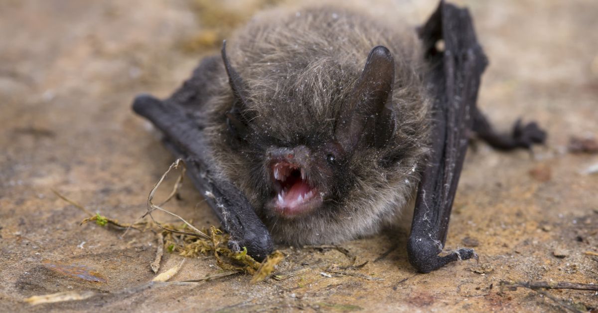 Little-Brown-Bat