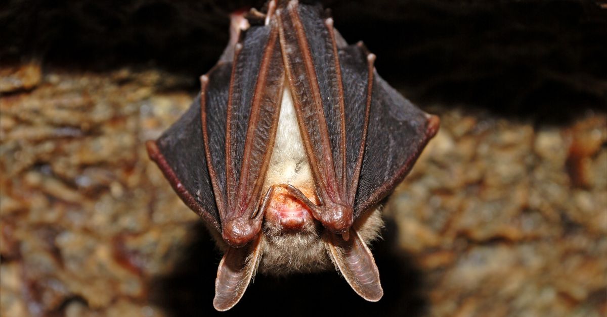 Little-Brown-Bat