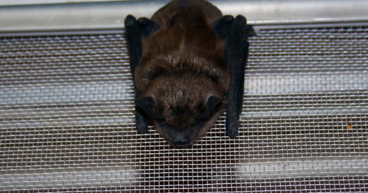 Little-Brown-Bat