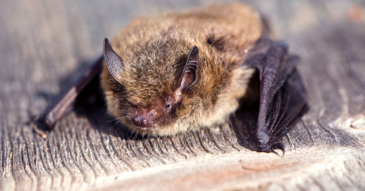 Little-Brown-Bat