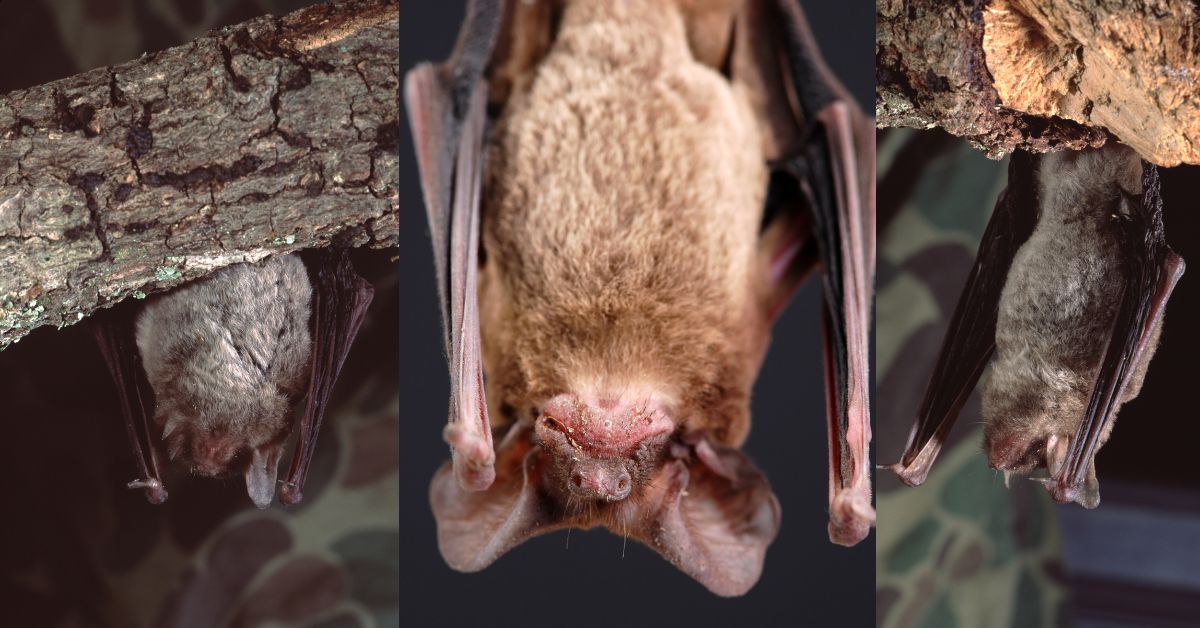 Little-Brown-Bat