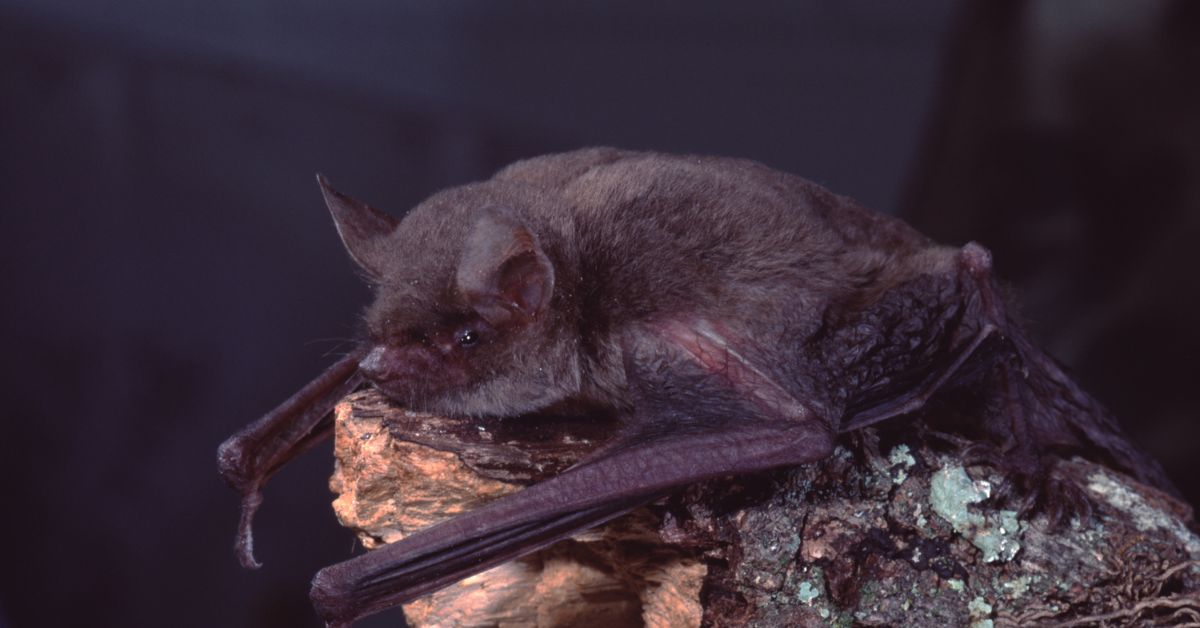 Little-Brown-Bat