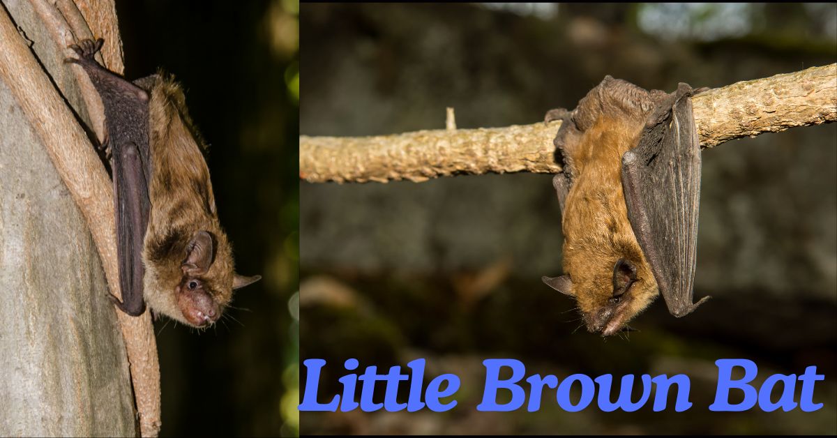 Little-Brown-Bat