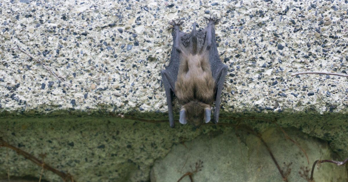 Little-Brown-Bat