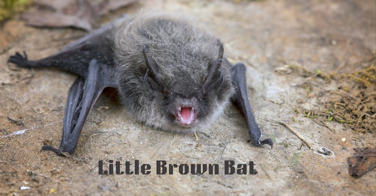 Little-Brown-Bat