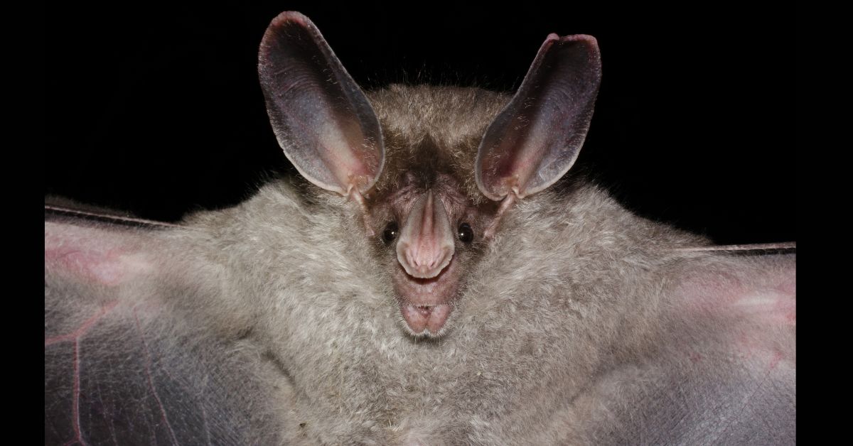 Vampire-Bat