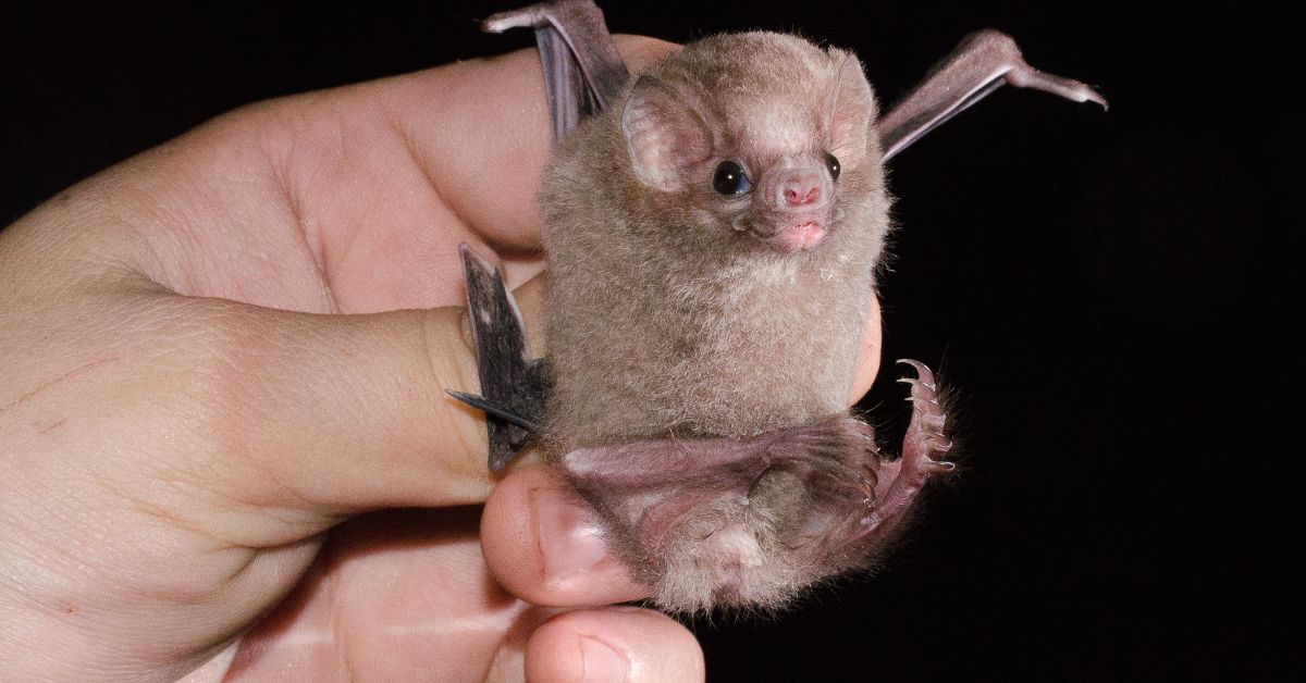 Vampire-Bat