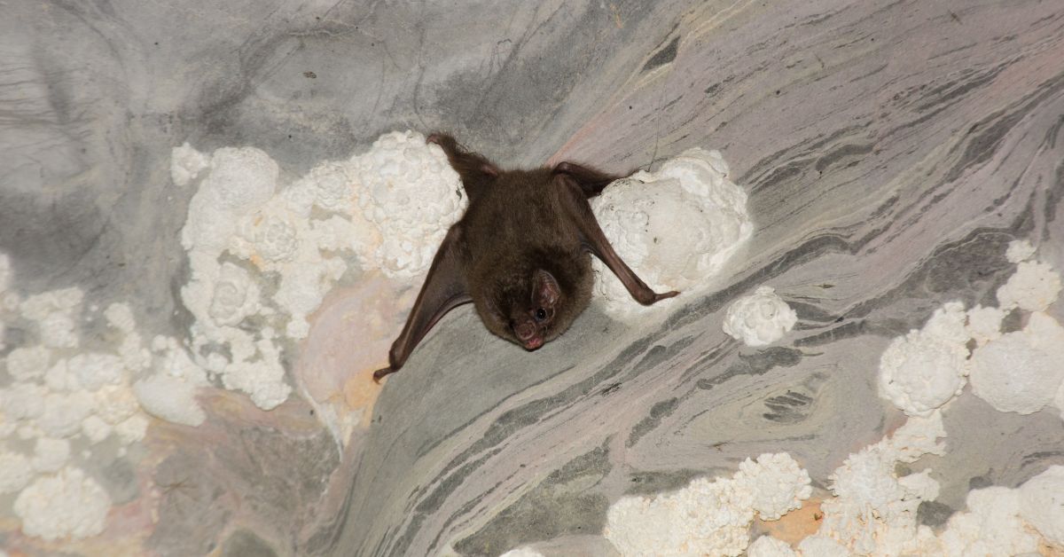 Vampire-Bat