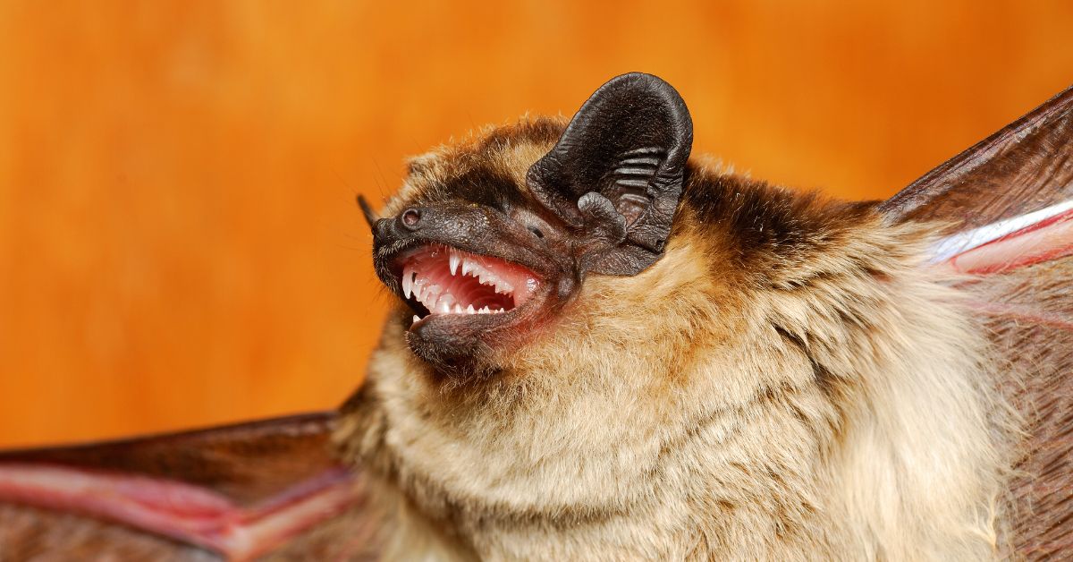 Vampire-Bat