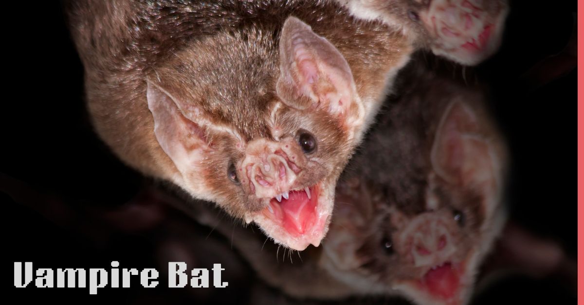 Vampire-Bat