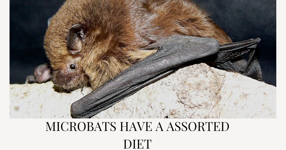 Microbats