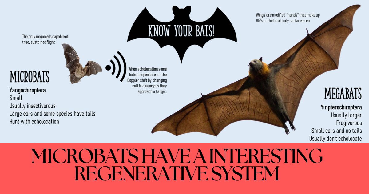 Microbats