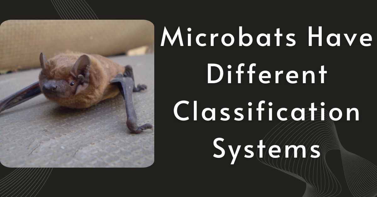 Microbats