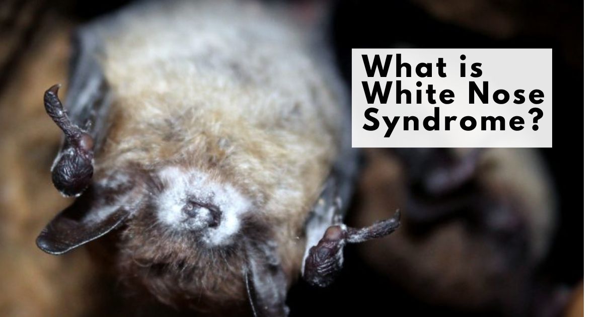 White-Nose-Syndrome