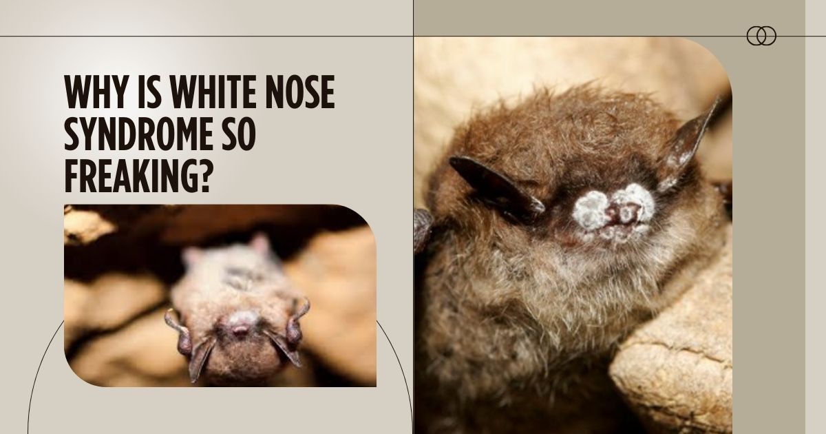 White-Nose-Syndrome