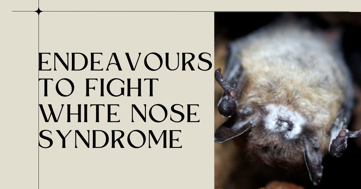 White-Nose-Syndrome