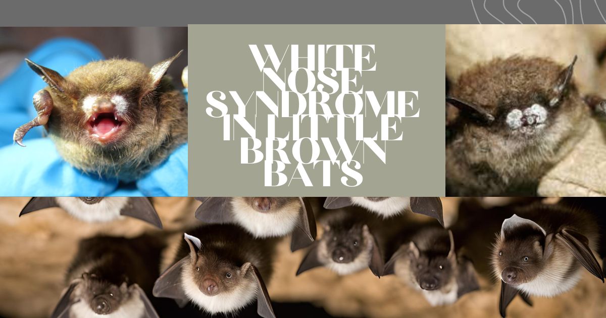 White-Nose-Syndrome